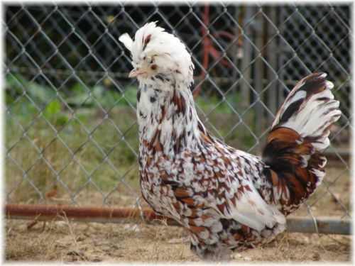 6+  TOLBUNT POLISH (smooth and frizzle) Chicken hatching eggs