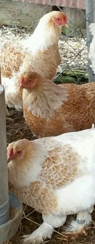 10+ Buff laced Brahma chicken hatching eggs