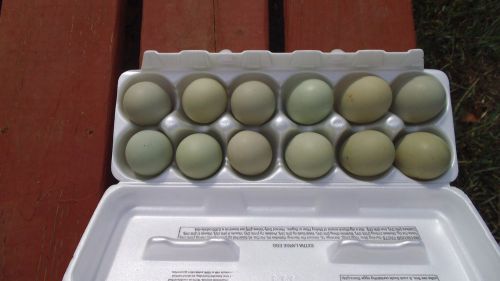 24 **OLIVE EGGER **AMERICANA**  Hatching Eggs NPIP CERTIFIED (easter egger)