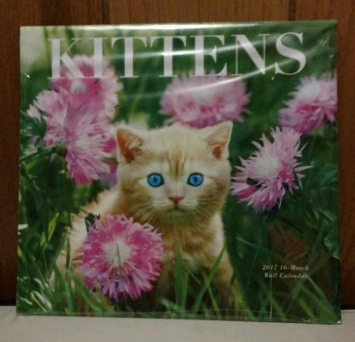 2017 *KITTENS*  FULL SIZE 16 MONTH WALL CALENDAR