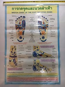 Anatomical Chart Muscular Company Foot Ankle Poster Human Educational Anatomy