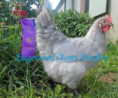 12  AI,NPIP,MS,&amp;MG Free Standard UK Lined Lavender Orpington  Hatching Eggs