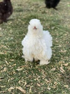 8 plus assorted FANCY CHICKEN eggs  Silkie, Polish, D&#039;uccle, Frizzle.