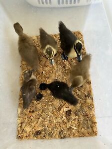 12 Mixed DUCK Fertilized Hatching Eggs Cayuga Khaki  Ancona Silver Appleyard