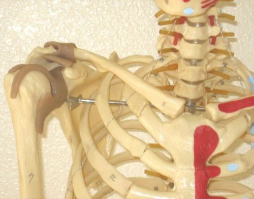 Life-size human skeleton anatomical model 5&#039;7&#034; w ligaments New medical student