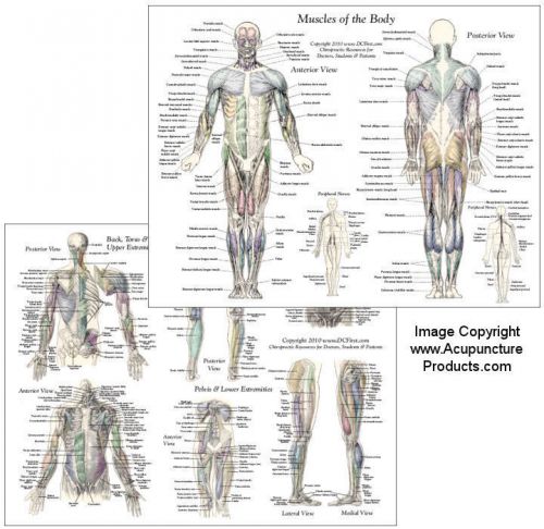 Human Muscle Anatomy Chart 8.5&#034; X 11&#034;