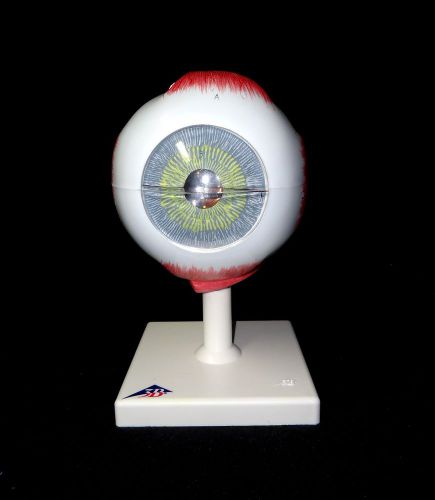3b scientific - f10 human eye anatomical model, 5 times full-size, 6 part (f 10) for sale