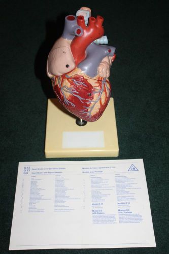 LARGE HEART MODEL CARDIOLOGY TEACHING ANATOMICAL MEDICAL CHIROPRACTIC DOCTOR NEW