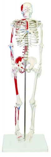 WALTER PRODUCTS HALF SIZE SKELETON MODEL WITH PAINTED MUSCLES 33&#034; (84cm) B10204
