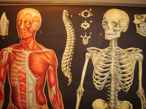 Cram&#039;s anatomy  muscular and skeletal anatomical chart for sale