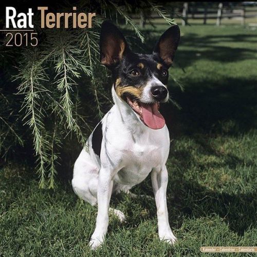 NEW 2015 Rat Terrier Wall Calendar by Avonside- Free Priority Shipping!