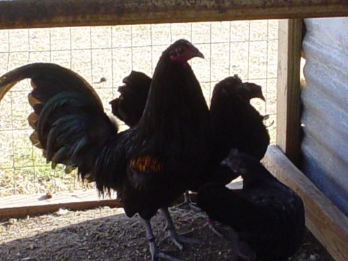 (10+) Assorted Black Game Fowl Hatching Eggs
