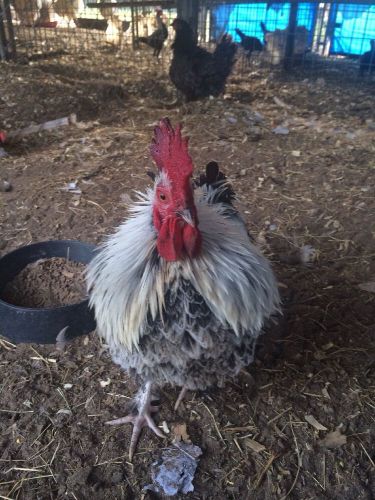 Frizzle A Fun Chicken 10++ Hatching Eggs