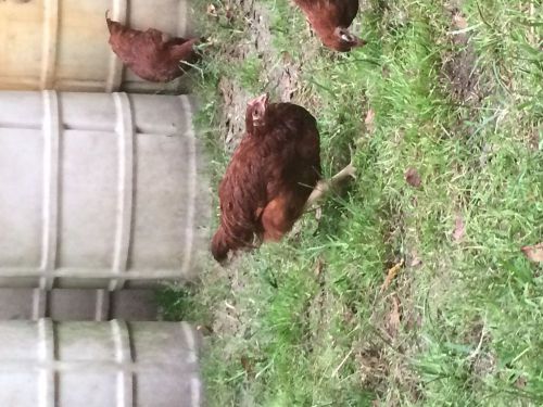 Rhode Island Red Chickens Set of 5 chickens
