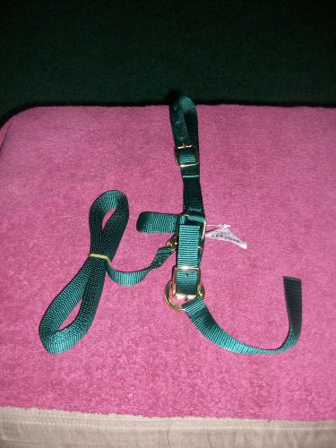 Sheep Halter Green in color
