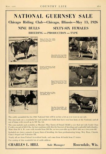 1926 ad charles l. hill chicago riding club guernsey - original advertising cl6 for sale