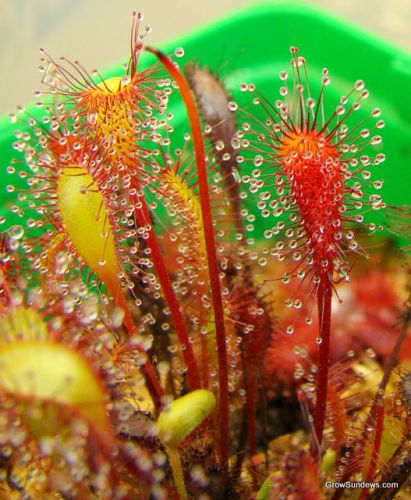 FRESH Drosera Anglica (Sundew) 10+ seeds, Carnivorous Plant Seed,Hardy