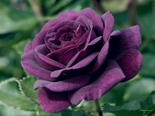 Rare Dark Purple China Rose (10 Seeds) Beautiful Roses..Winter Hardy..WOW!!!!!!