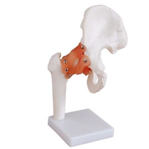 Professional Life Size Human Hip Joint Anatomy Medical Teaching Model XC-110 New