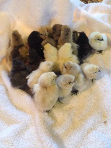 Six (6) Silkie Hatching Eggs, Black, White, Paint, Splash, Blue, Frizzle