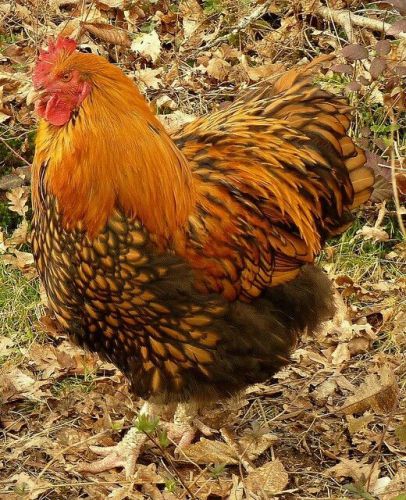 12+ PURE GOLDEN LACED ORPINGTON HATCHING EGGS