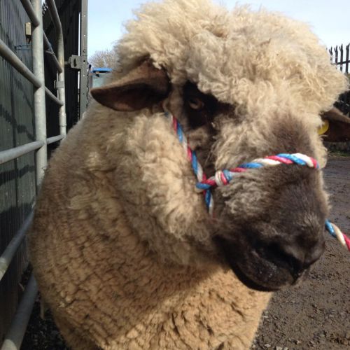8mm Red/White/Blue. Poly sheep/Goat halter. BUY 1 GET 1 FREE