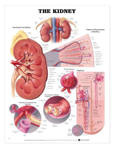 The Kidney Urology * Anatomy Poster * Anatomical Chart Company