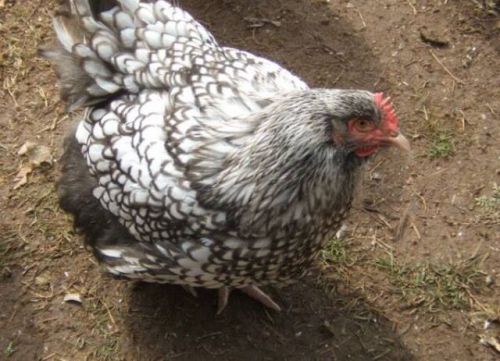 5+ Silver Laced English Orpington Hatching Eggs, 100% hatch rate guaranteed