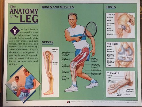 Anatomy of the Leg poster