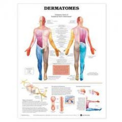 Anatomy Dermatomes Chart
