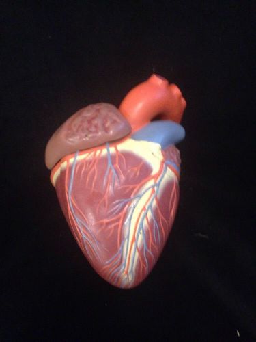 Dresden Museum Heart Anatomical Teaching Model