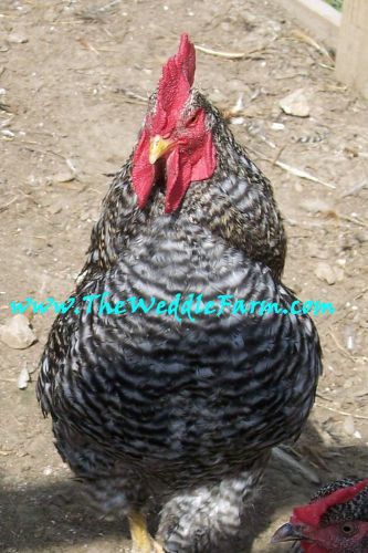 5+ Heritage Barred Rock chicken hatching eggs NPIP and KY Proud