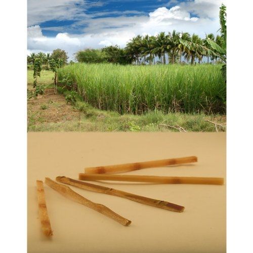Raw sugar cane swizzle sticks - pack of 20 for sale