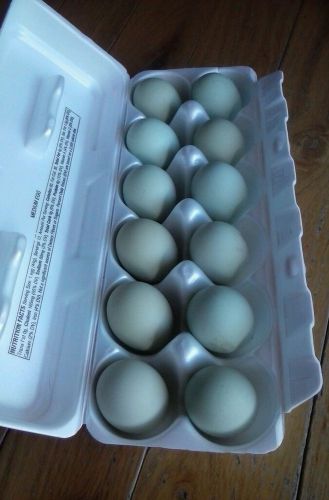 12 Araucana/Americana (MIXED FLOCK) FRESH &amp; FERTILE HATCHING EGGS Colored Eggs
