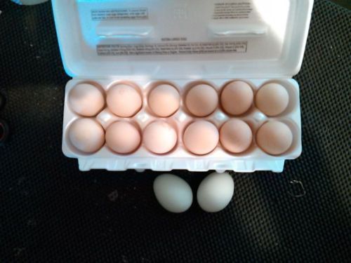 24 **PINK EGGER **AMERICANA**  Hatching Eggs NPIP CERTIFIED (easter egger)