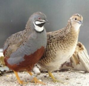 +25 Button quail hatching eggs