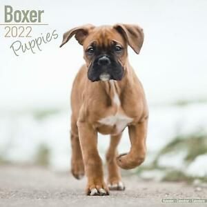 Boxer Pups Calendar 2022 by Avonside