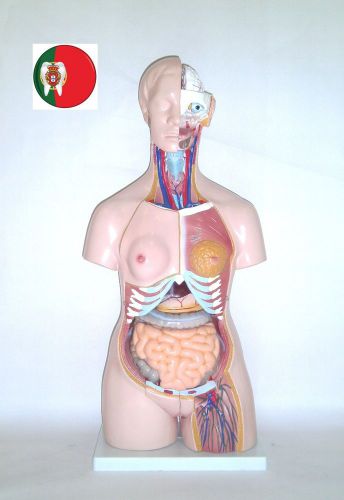 Professional Medical Anatomical model Unisex Torso 23 Parts 85cm  IT-035 ARTMED