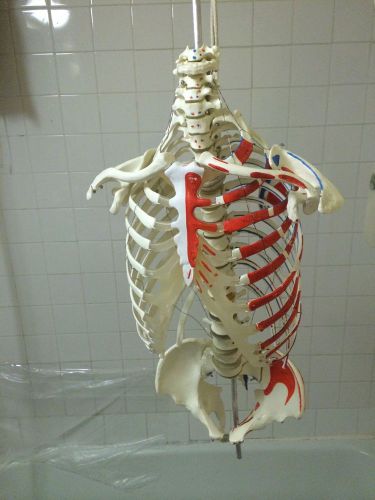Life Zise Anatomical Skeleton Human Rib Spine Vetebral And Pelvis