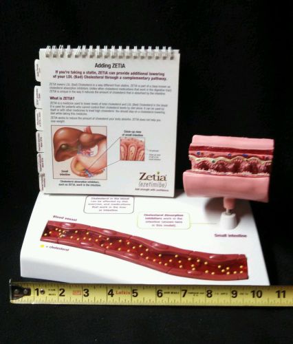 Giant Small Small Intestine &amp; Artery Atherosclerosis Anatomical Teaching Model