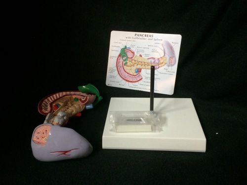 GPI #3330 Pancreas, Gall Bladder &amp; Spleen Anatomical Model