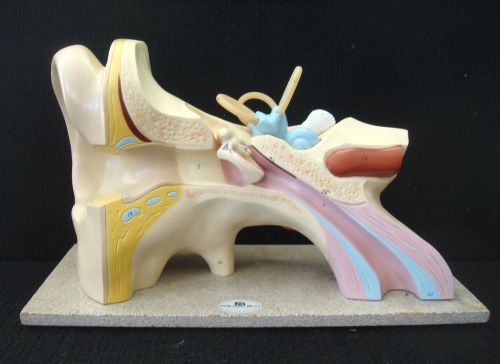 Vintage Nystrom Giant Ear (3 parts) Anatomical Teaching Model on base
