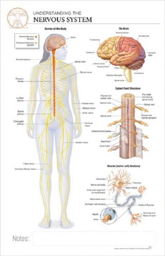 11 x 17 post-it anatomical chart: human nervous system for sale