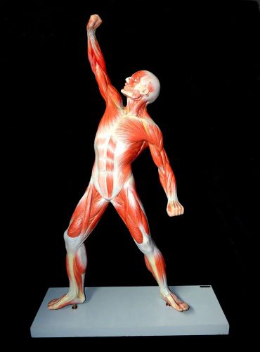 SOMSO AS3 Male Muscle Figure Anatomical Model on Base - 1/4 Natural Size (AS 3)