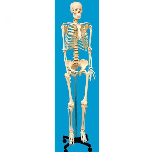 NC-5962 Human Skeleton Model, Full Sized (67 inch) - Free Ground Shipping!