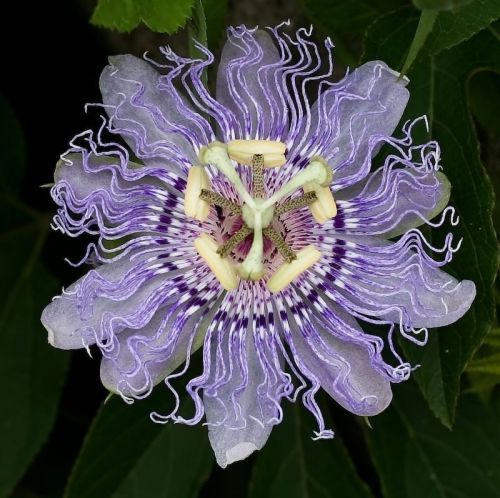 Passiflora incarnata - Purple Passion Flower - 5 Fresh Seeds