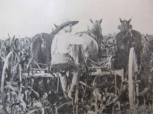 1912 antique farming book~agriculture dairy cattle corn horse drawn plow vtg old for sale