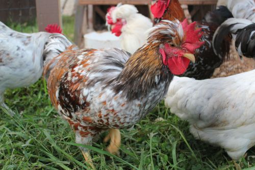 Swedish Flower Hen Hatching Eggs