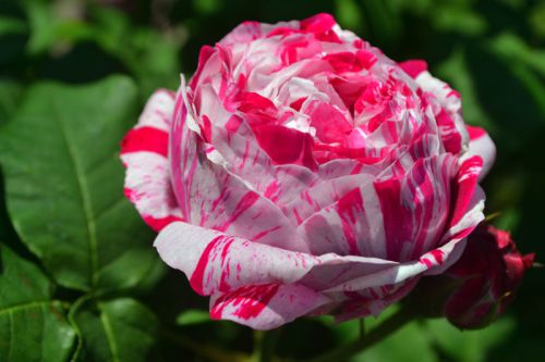 Fresh Rare CANDY STRIPE ROSE (10 Seeds) Beautiful Striped Roses..WOW!!!!!!