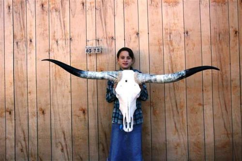 Steer skull long horns 5&#039; 2&#034; cow bull skulls horn h6372 for sale